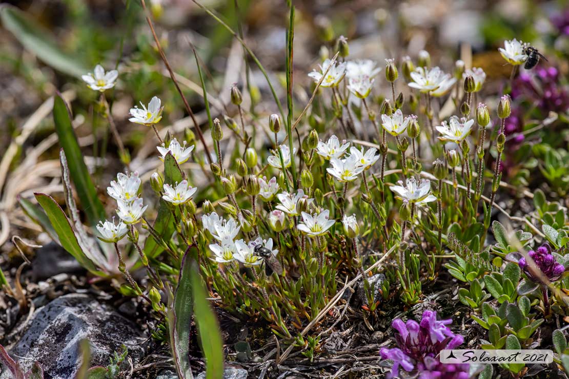 Minuartia recurva - Minuartia ricurva