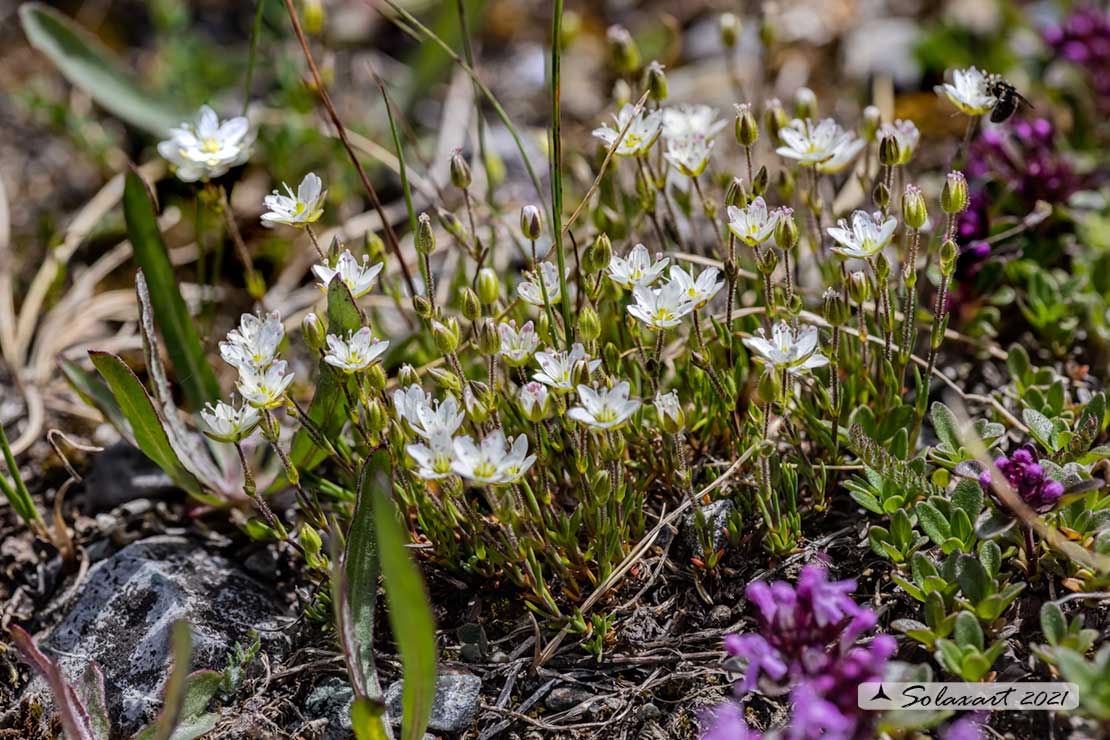 Minuartia recurva - Minuartia ricurva