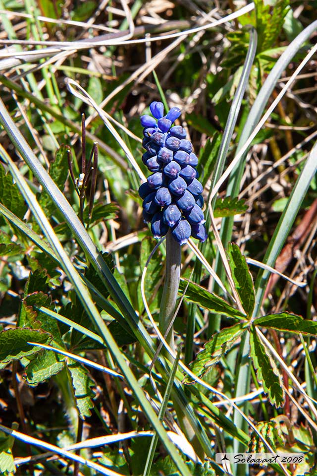 Muscari botryoides - Muscari azzurro