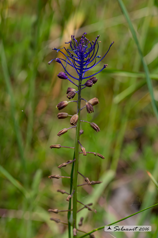 Muscari comosum - Lampascione