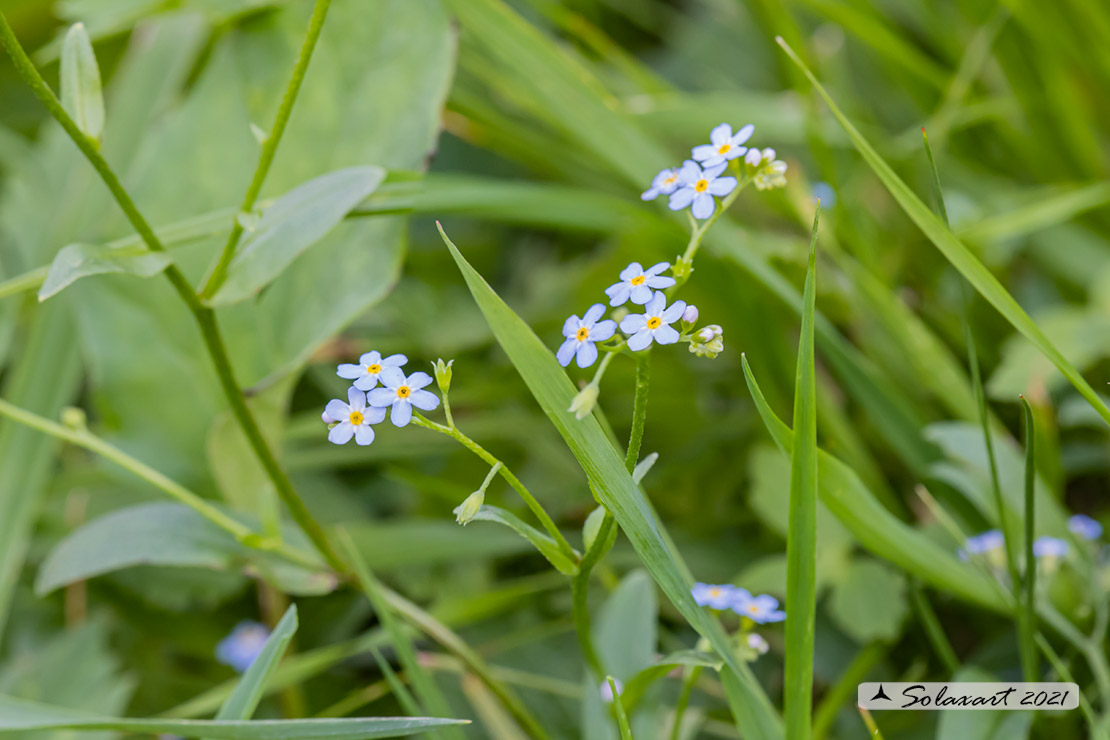 Myosotis arvensis - Nontiscordardimè minore