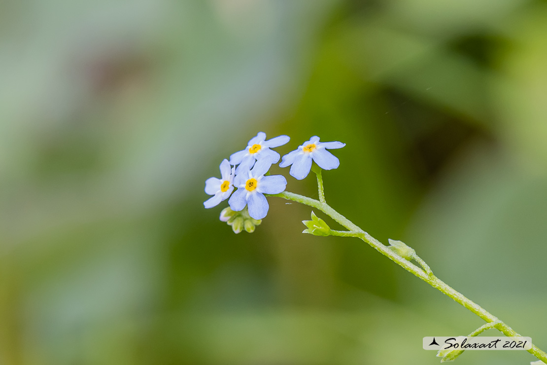 Myosotis arvensis - Nontiscordardimè minore