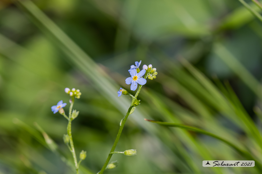 Myosotis arvensis - Nontiscordardimè minore