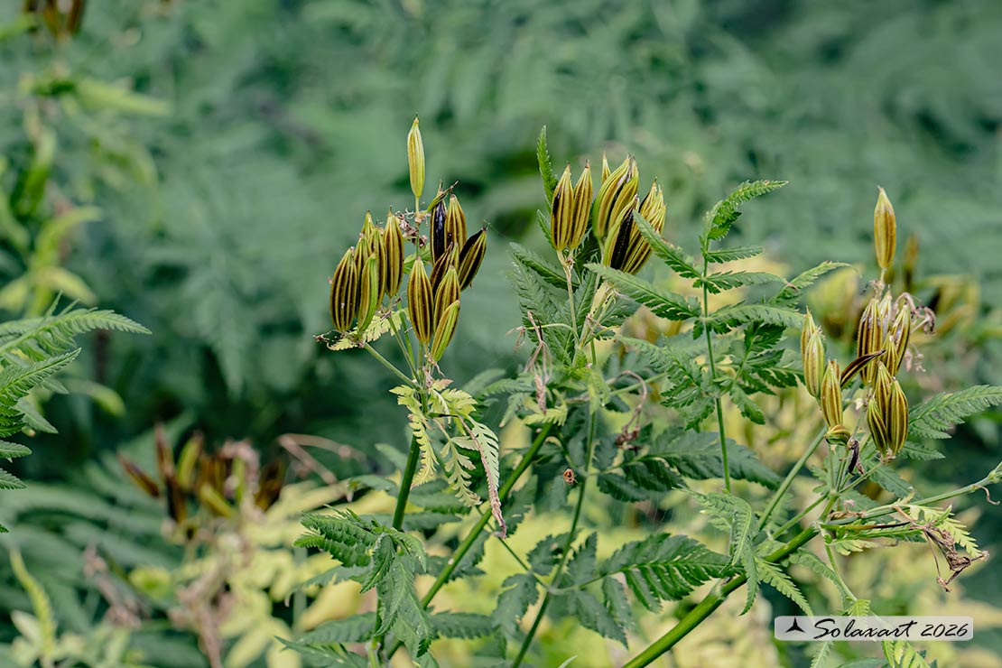 Myrrhis odorata; Finocchiella