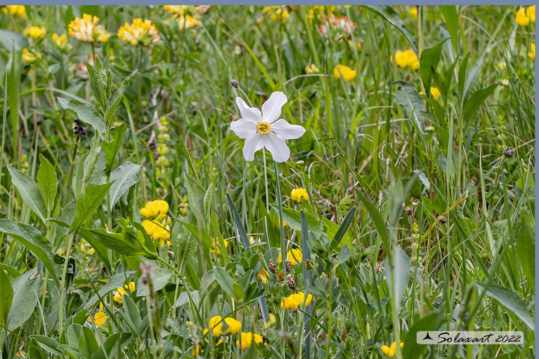 Narcissus poëticus