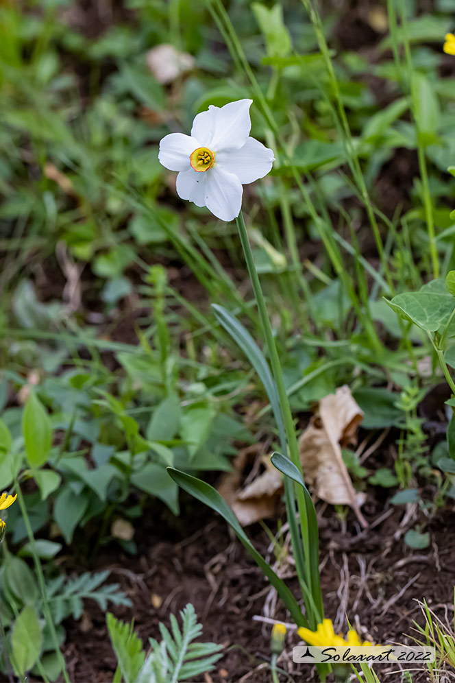 Narcissus poëticus