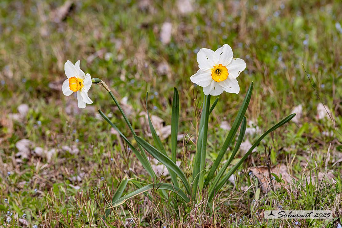 Narcissus poëticus
