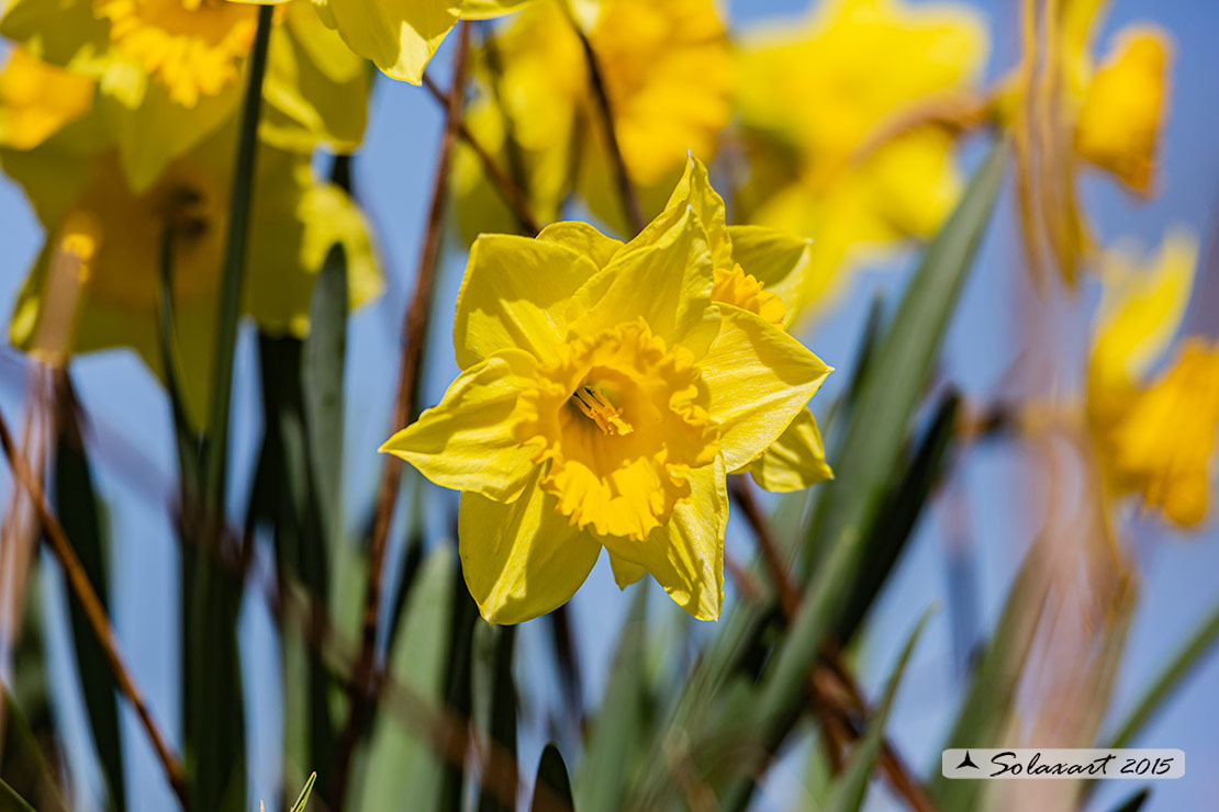 Narciso trombone - Narcissus pseudonarcissus