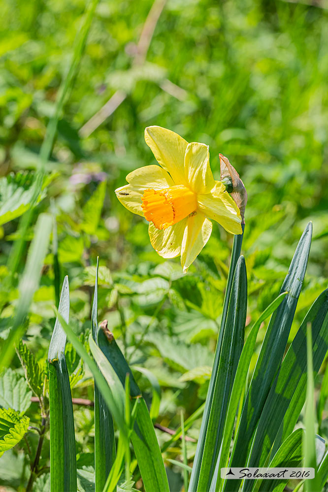 Narciso trombone - Narcissus pseudonarcissus