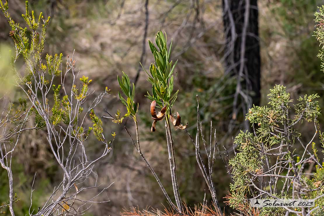 Nerium oleander, Soeur Agnes; Oleandro bianco