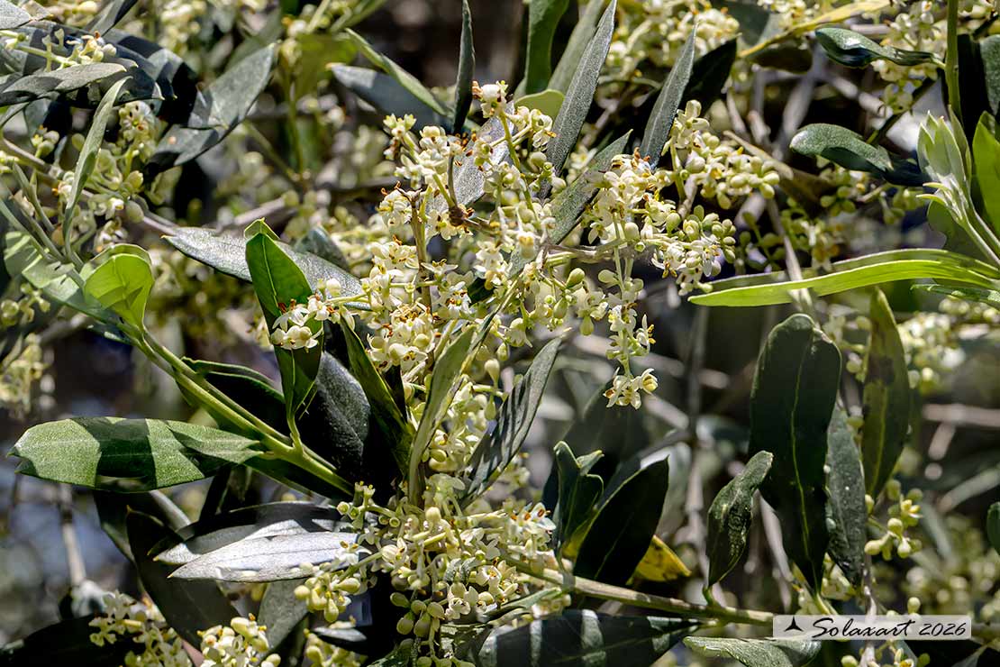 Olea europaea