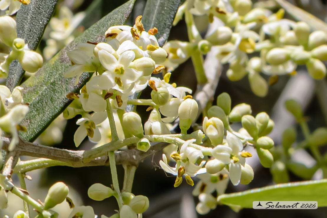 Olea europaea