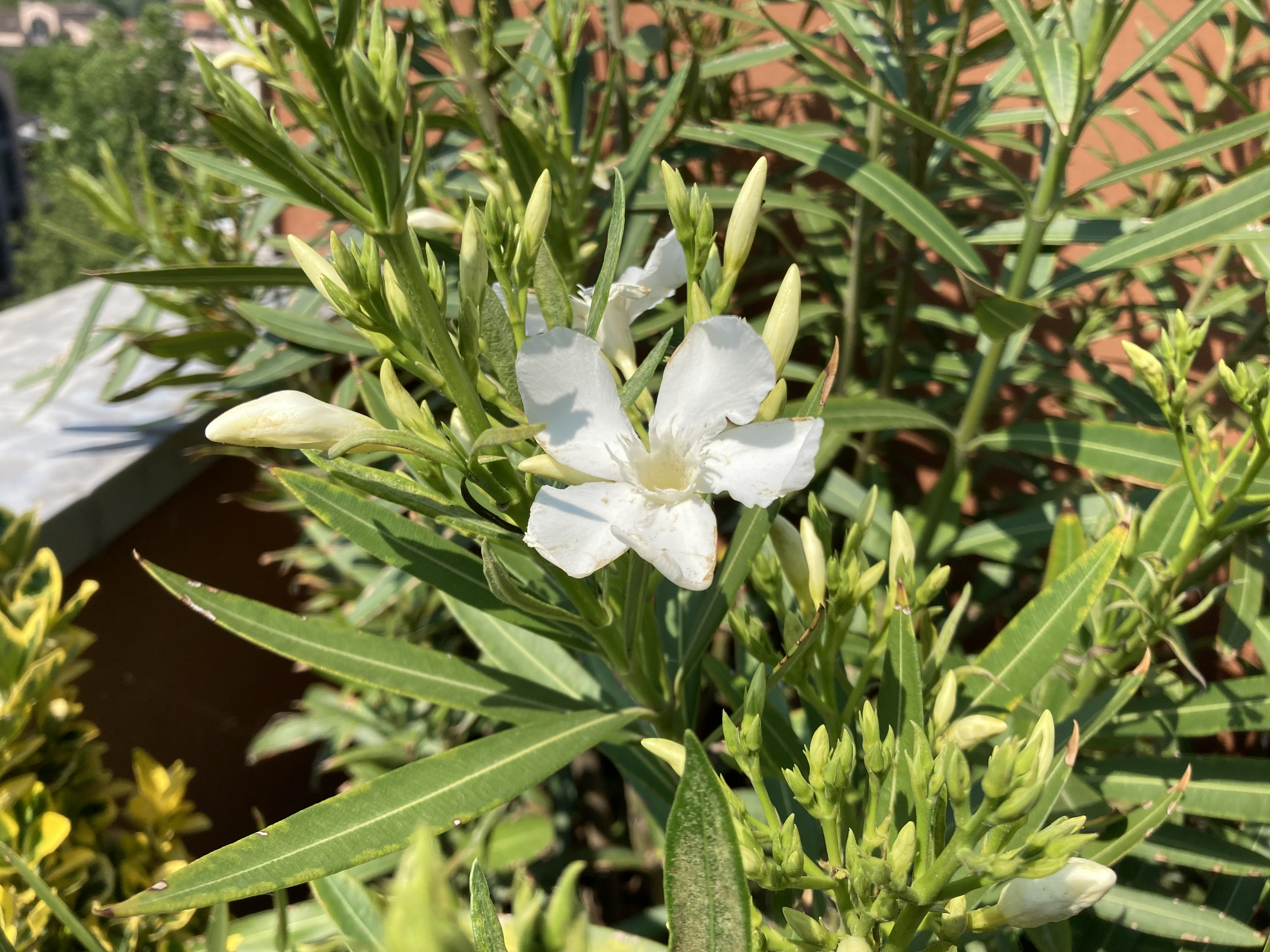 Nerium oleander, Soeur Agnes; Oleandro bianco