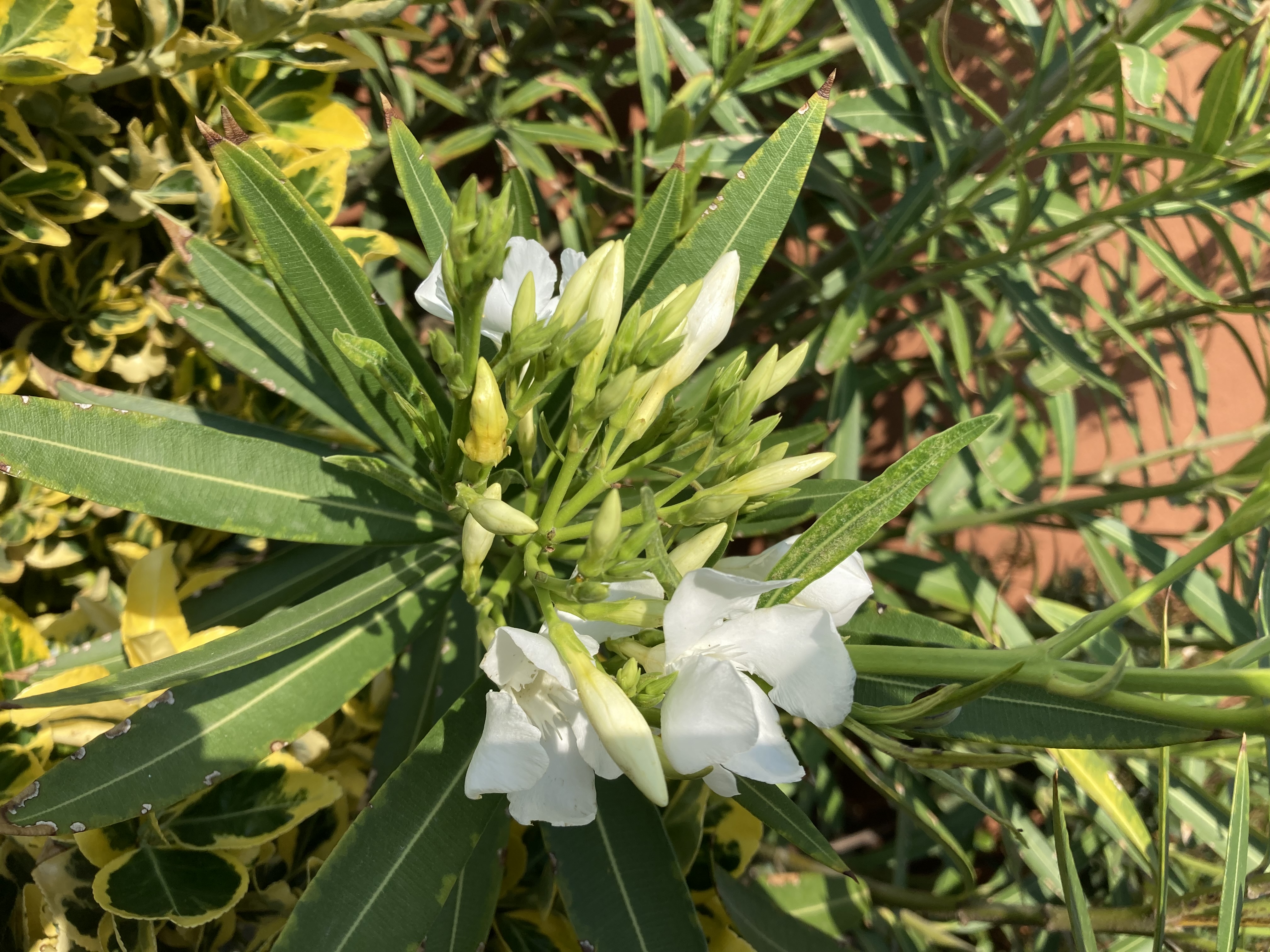 Nerium oleander, Soeur Agnes; Oleandro bianco