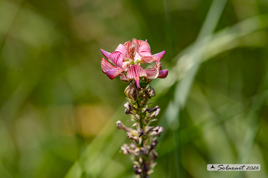 Onobrychis viciifolia