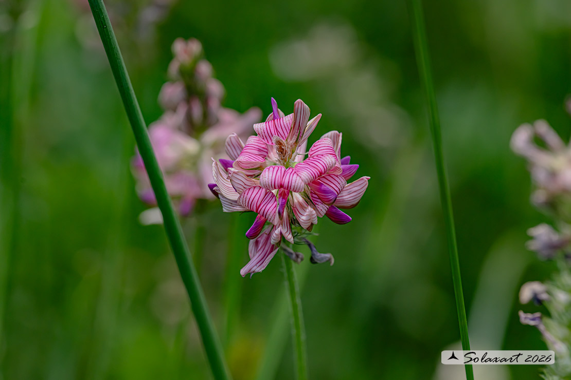Onobrychis viciifolia