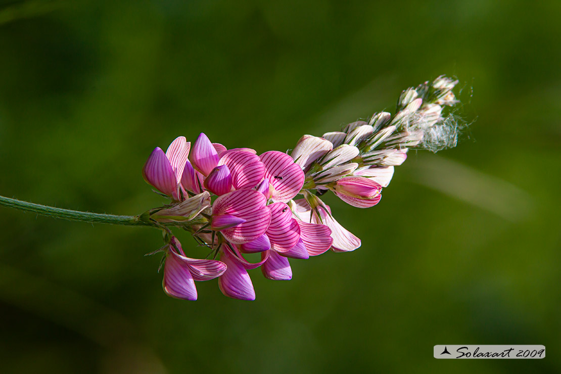 Onobrychis viciifolia