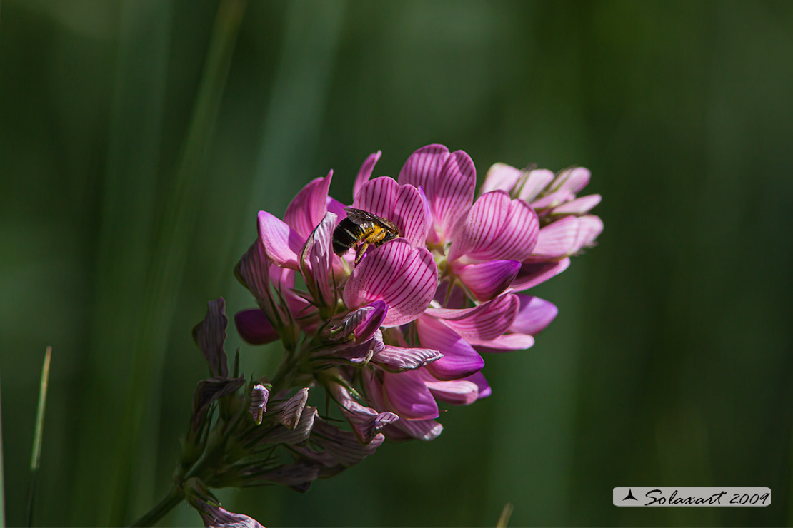 Onobrychis viciifolia