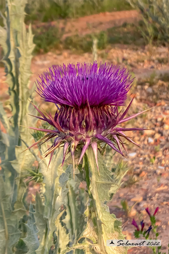 Onopordum acanthium - Onopordo tomentoso