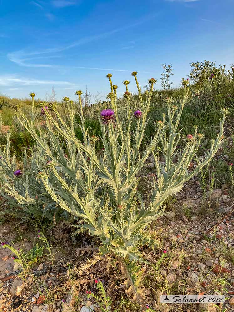 Onopordum acanthium - Onopordo tomentoso