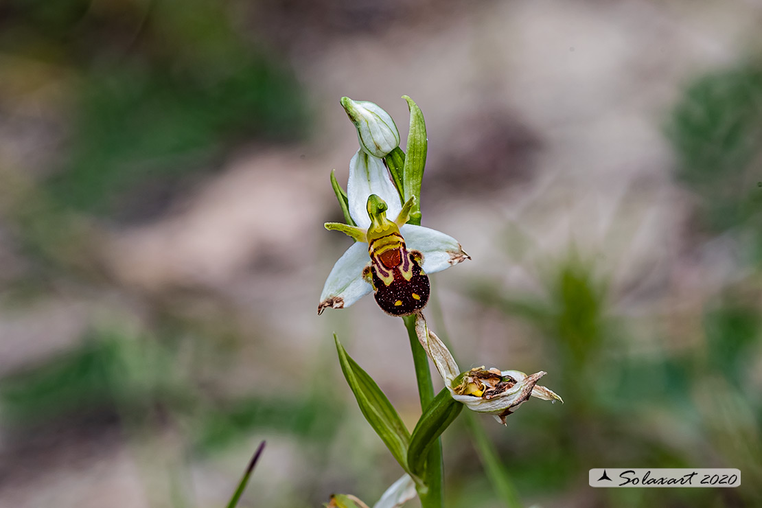Ophrys apifera; Vesparia o Fior di vespa