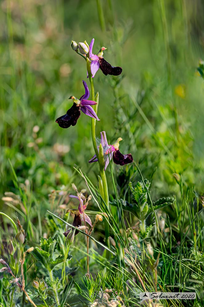 Ophrys bertolonii benacensis - Ofride del Benaco