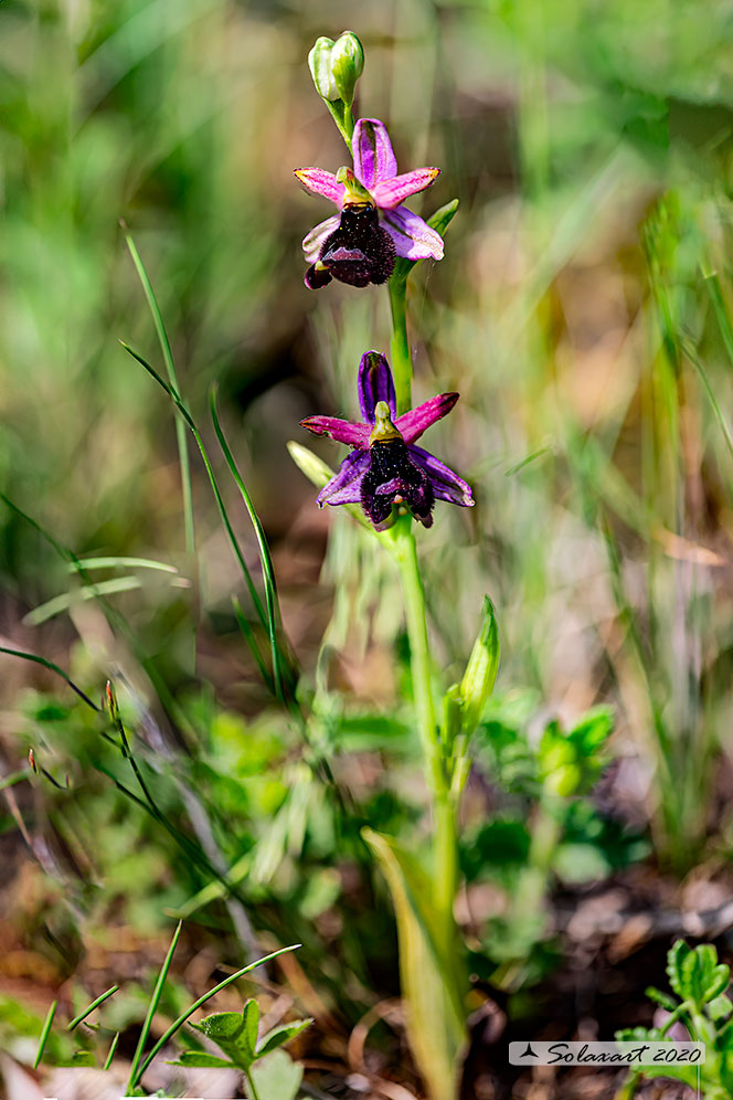 Ophrys bertolonii benacensis - Ofride del Benaco