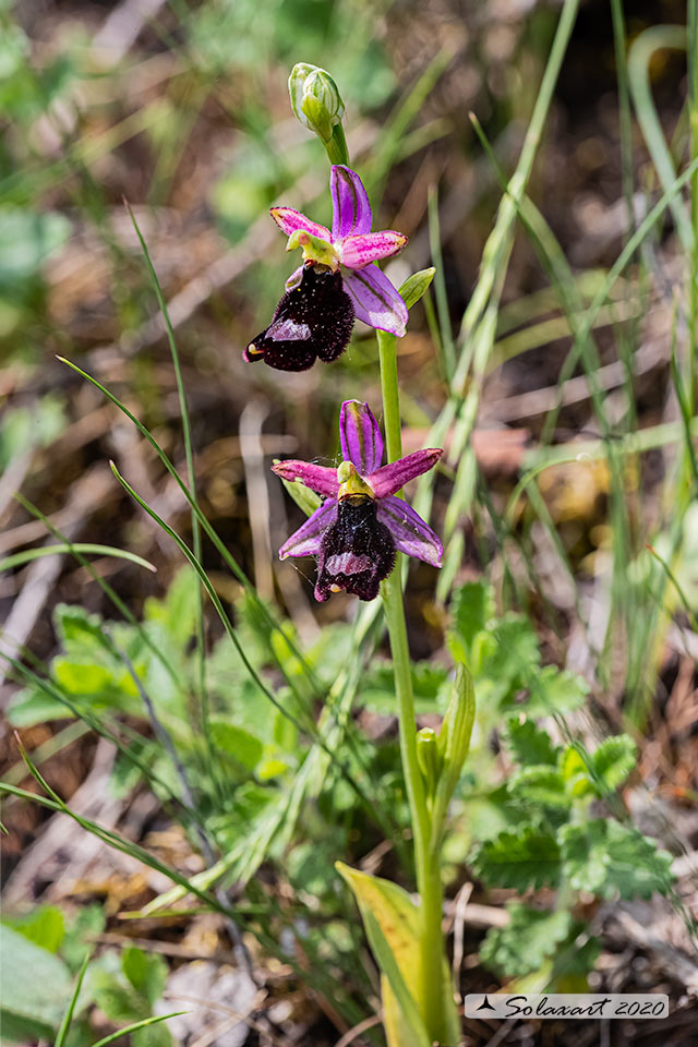 Ophrys bertolonii benacensis - Ofride del Benaco