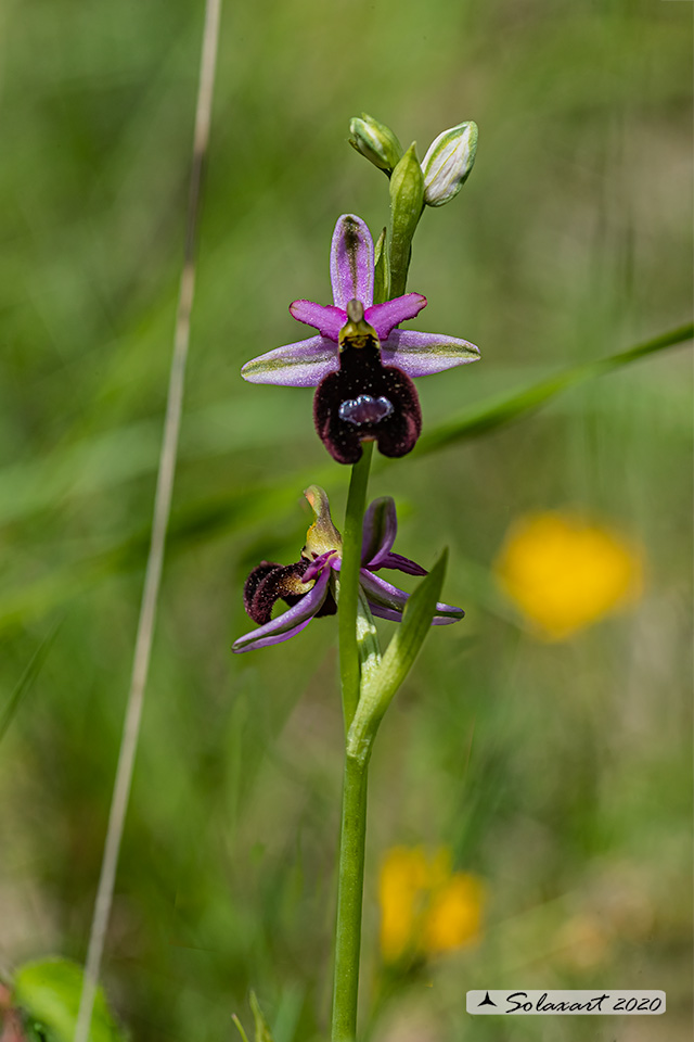 Ophrys bertolonii benacensis - Ofride del Benaco