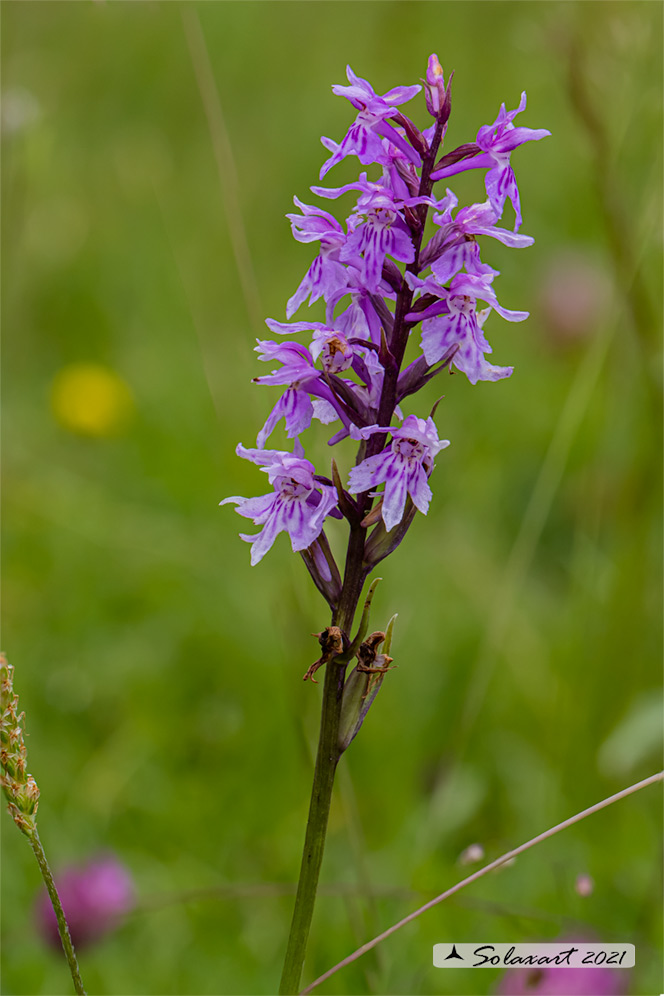 Orchis mascula - Orchide maschia