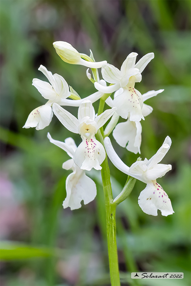 Orchis provincialis - subsp. provincialis