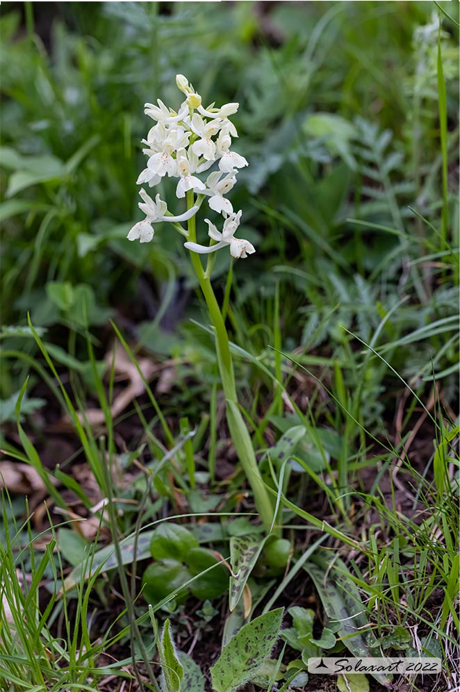 Orchis provincialis - subsp. provincialis