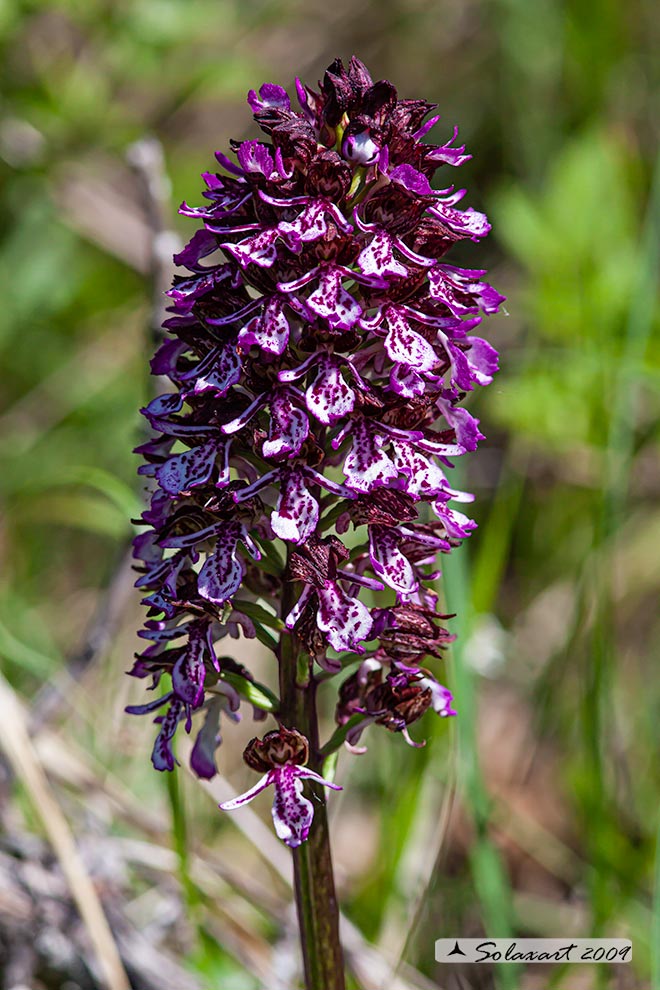 Orchis purpurea - orchidea purpurea