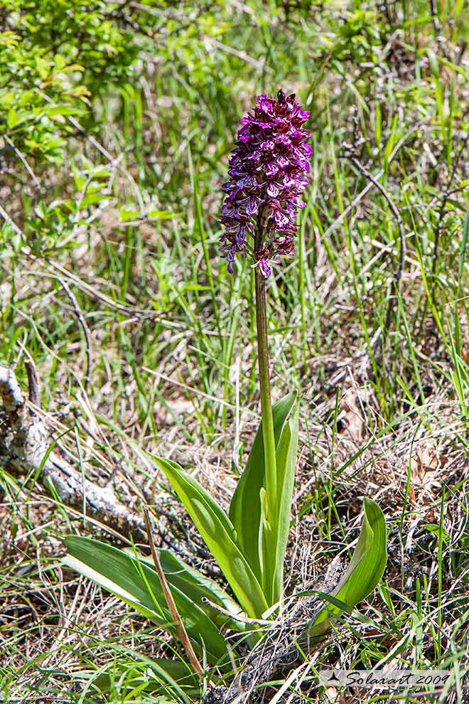 Orchis purpurea - orchidea purpurea