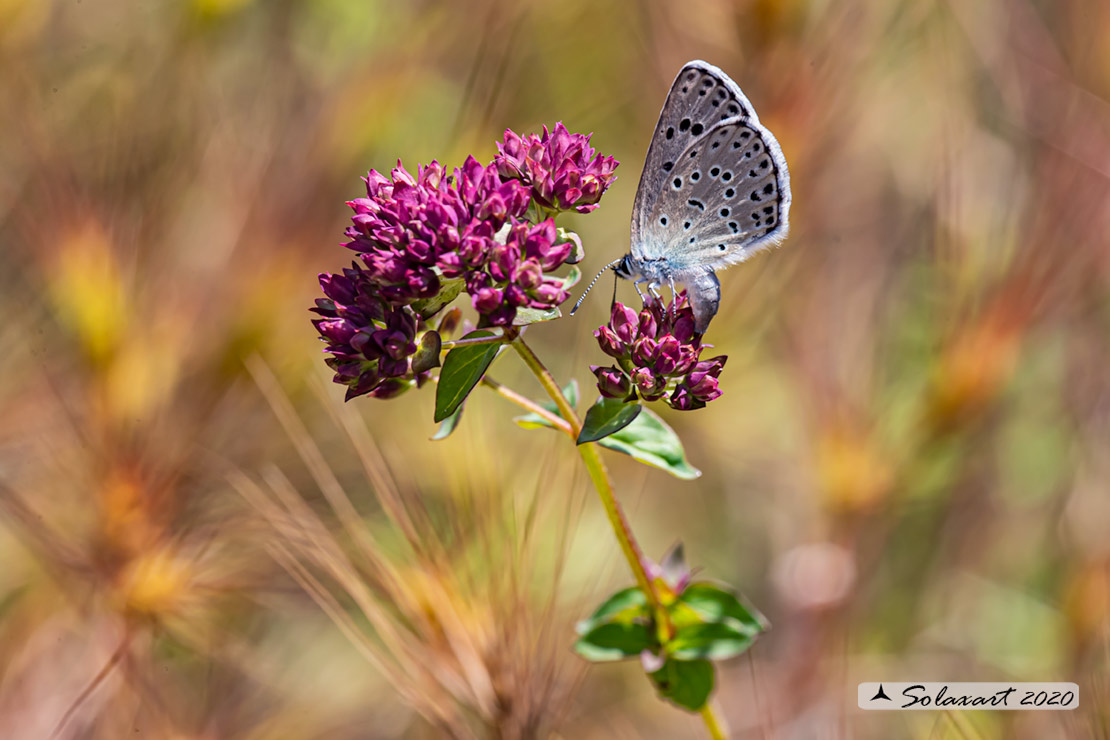 Origanum vulgare