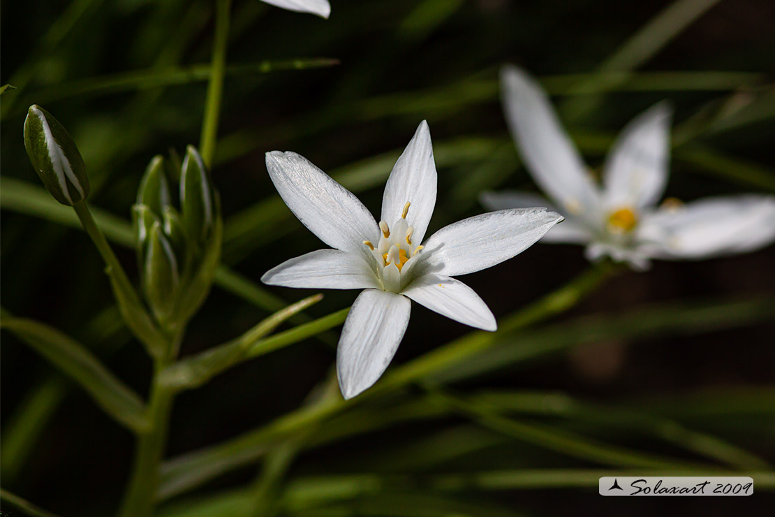 Ornithogalum divergens - Latte di gallina