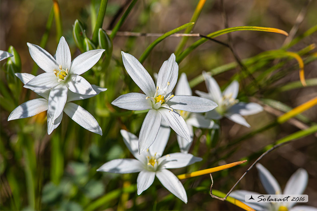 Ornithogalum divergens - Latte di gallina