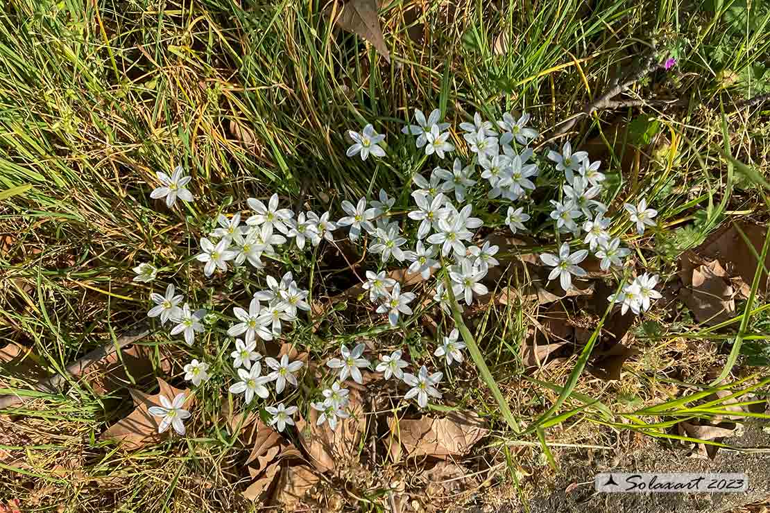 Ornithogalum divergens - Latte di gallina