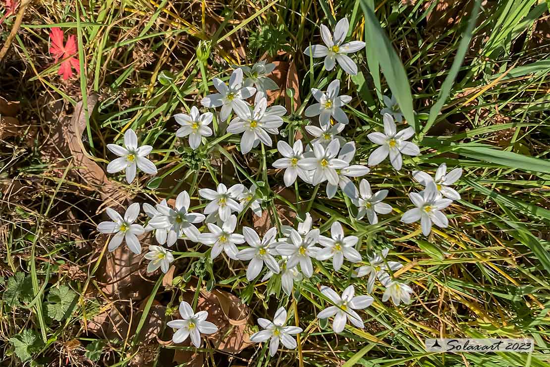 Ornithogalum divergens - Latte di gallina
