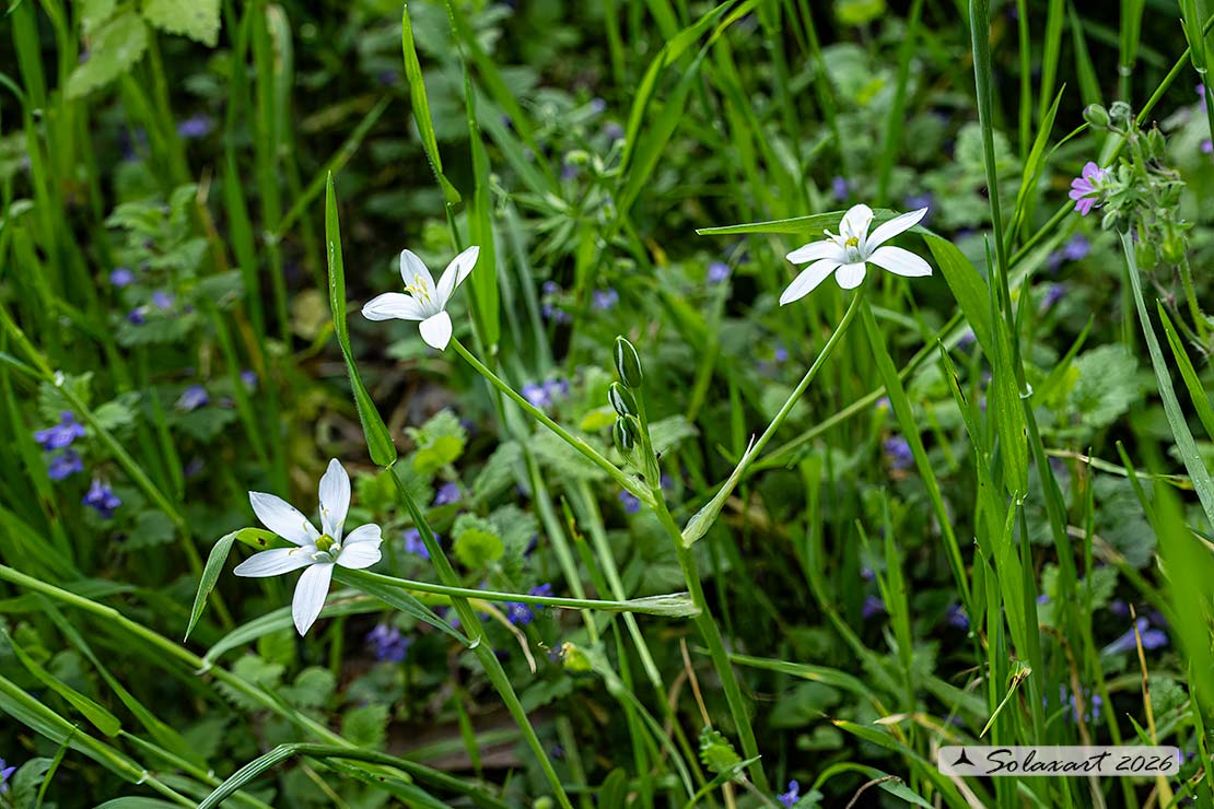 Ornithogalum umbellatum - Latte di gallina