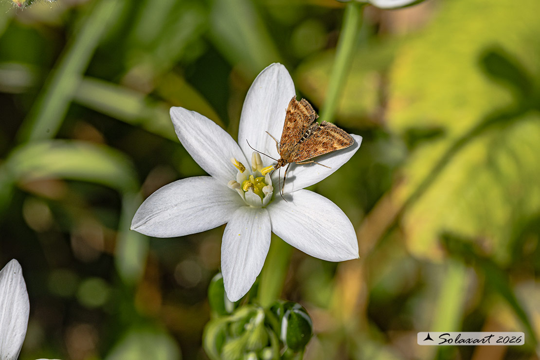 Ornithogalum umbellatum - Latte di gallina