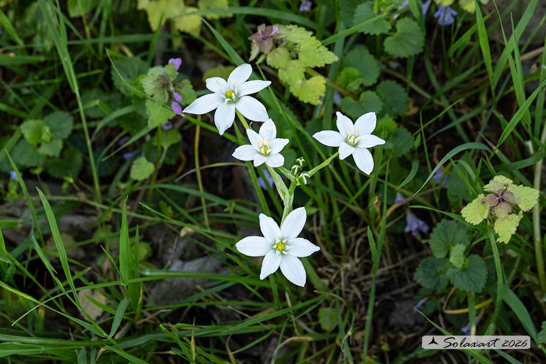 Ornithogalum umbellatum - Latte di gallina