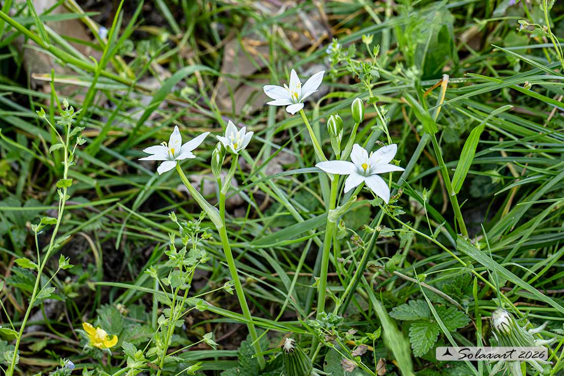 Ornithogalum umbellatum - Latte di gallina