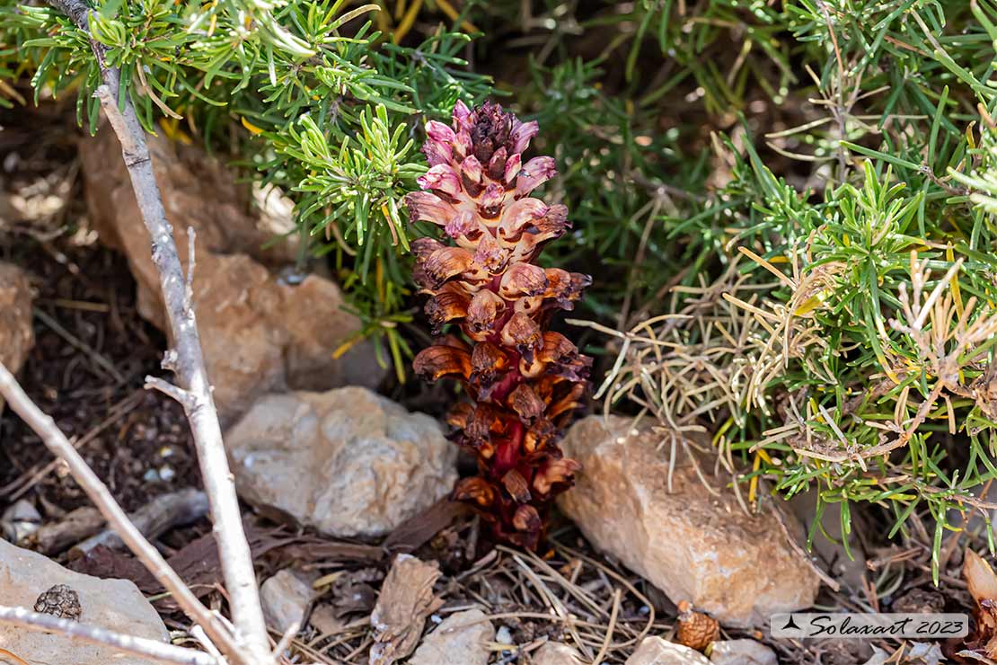 Orobanche latisquama