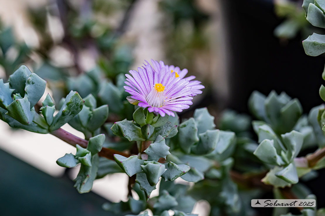 Lampranthus deltoides - Erba cristallina deltoide