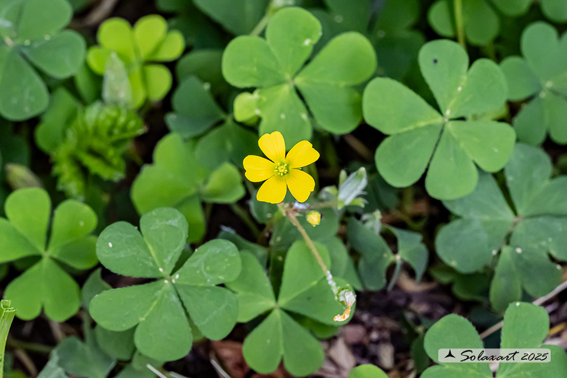 Acetosella dei campi - Oxalis corniculata