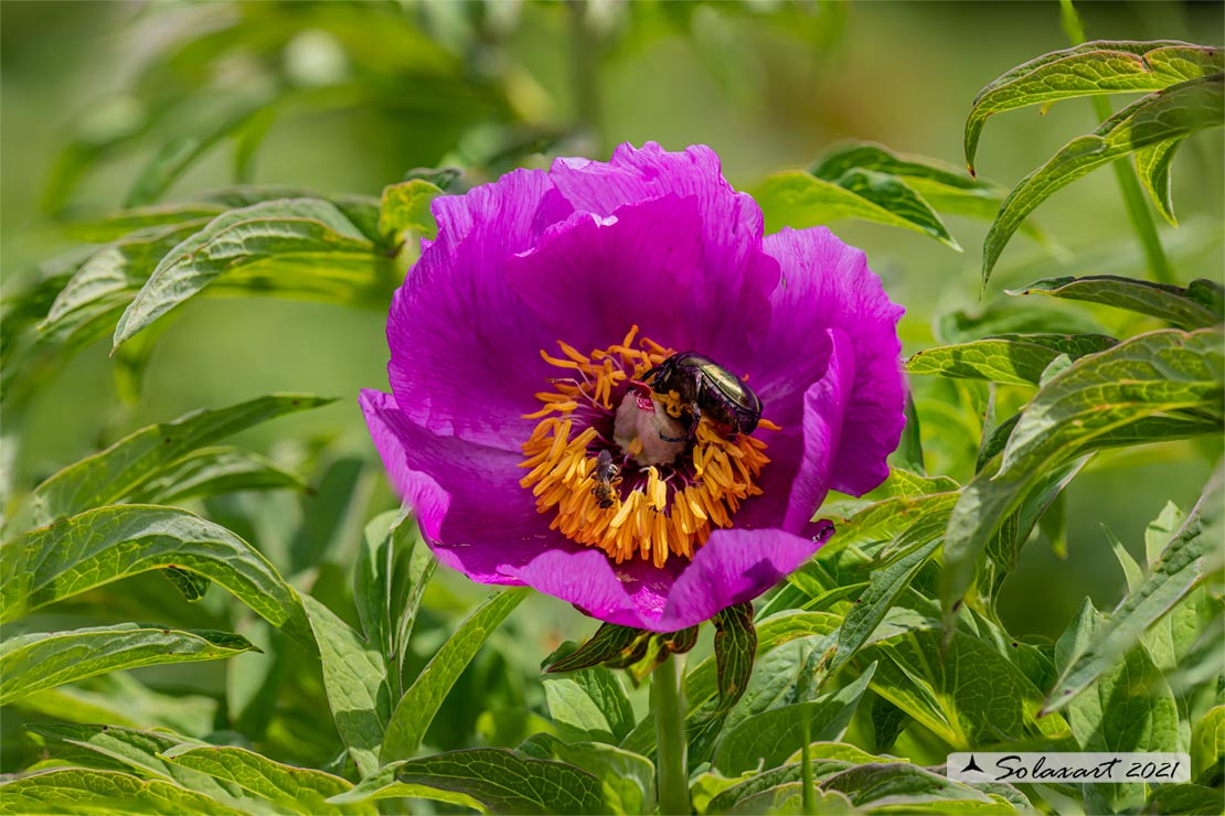 Paeonia officinalis