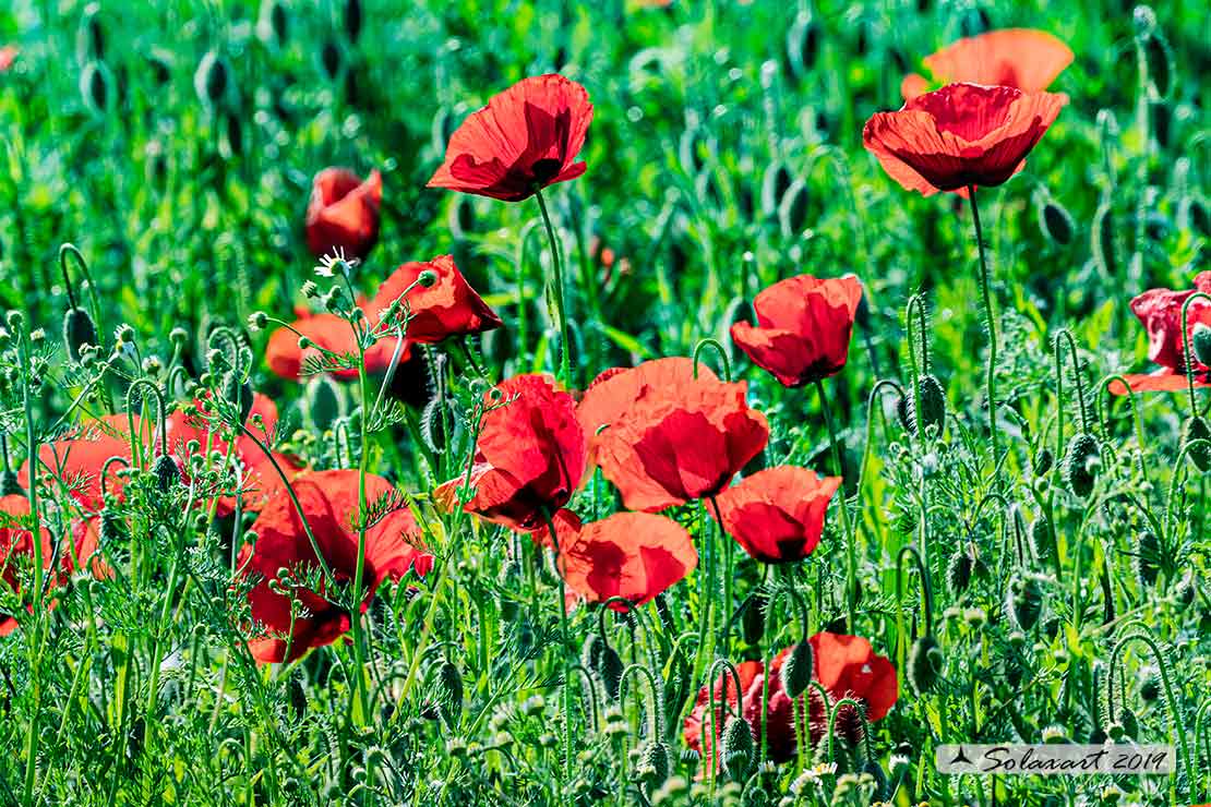 Papaver rhoeas