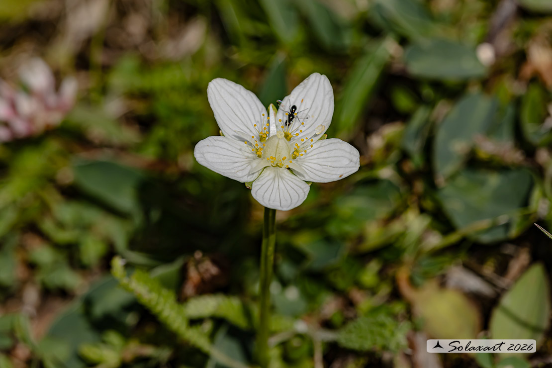 Parnassia palustris