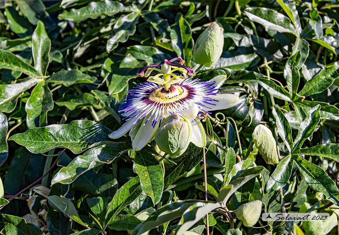 Passiflora caerulea - Fiore della passione